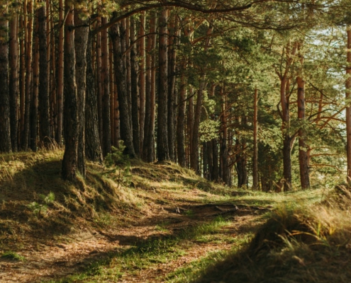 10 Nama Hutan Lindung di Riau Beserta Lokasi Spesifiknya